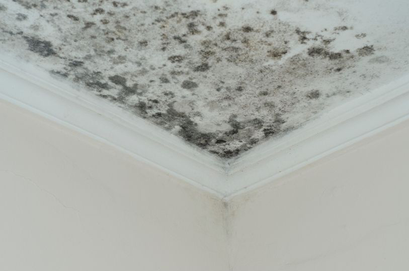 Mold Assessment